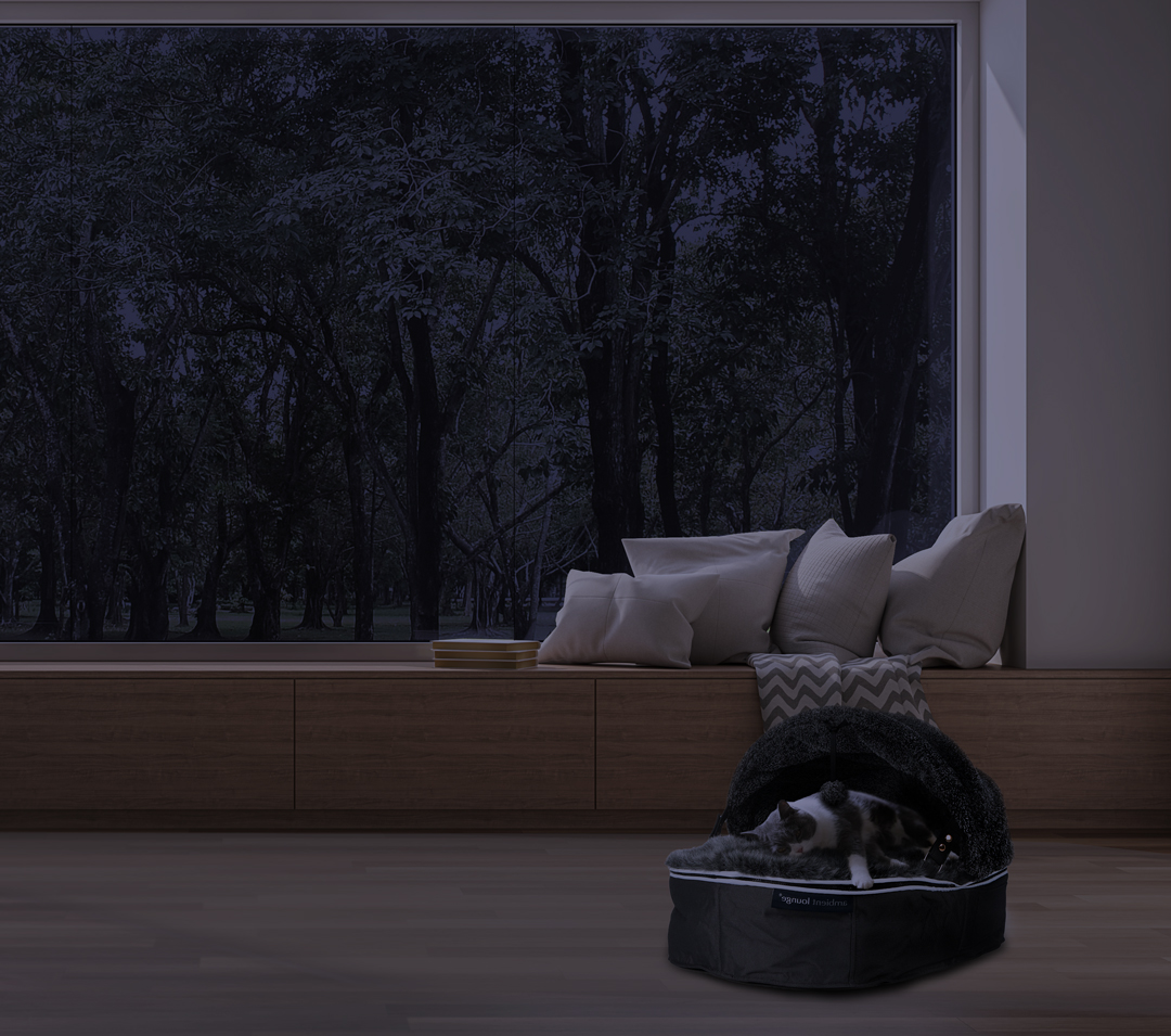 Cat sleeping in dawning bed