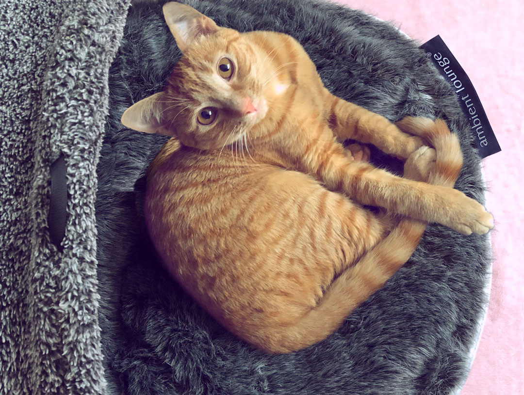 Cat scratching a red bed